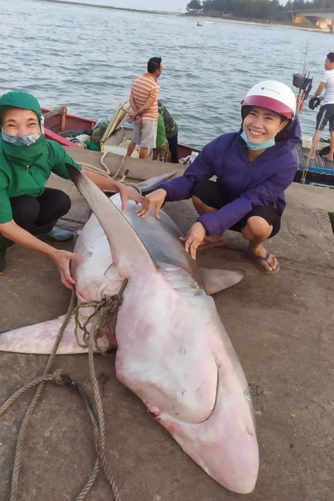 Con cá mập do ngư dân Quảng Trị bắt được ở khu vực gần đảo Cồn Cỏ. Ảnh: NVCC.