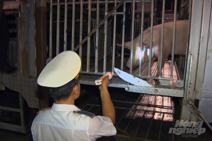 Cơ quan chức năng kiểm tra lô lợn sống nhập khẩu từ Thái Lan. (Ảnh minh họa)