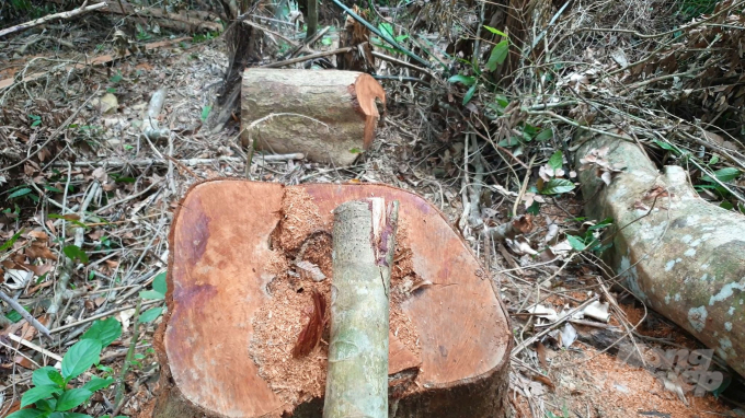 Một gốc táu bị đốn hạ trong khu vực rừng đầu nguồn sông Bến Hải. Ảnh: CĐ.
