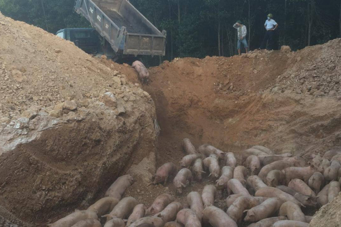 Lô lợn gần 1.000 con nhập từ Thái Lan bị buộc tiêu huỷ vì mắc dịch tả lợn châu Phi. Ảnh: CL.