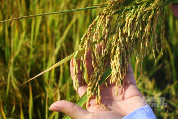 Vụ Hè Thu năm nay nay tỉnh Quảng Trị đưa vào sản xuất nhiều giống lúa chất lượng cao, chống chịu sâu bệnh tốt. Ảnh: Tâm Phùng.
