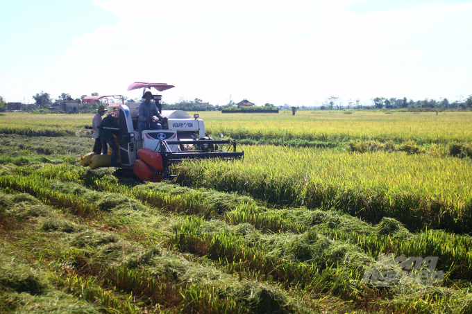 Diện tích lúa chưa thu hoạch còn lại là diện tích gieo cấy chậm hơn lịch thời vụ của tỉnh, đồng thời do ảnh hưởng tình hình khô hạn, thiếu nước nên thời gian sinh trưởng của cây lúa bị kéo dài so với mọi năm. Hiện nay, các địa phương đang tập trung chỉ đạo, vận động người dân khẩn trương thu hoạch nhanh, gọn diện tích hoa màu và lúa vụ Hè Thu còn lại, không để thiệt hại do mưa lũ gây ra.