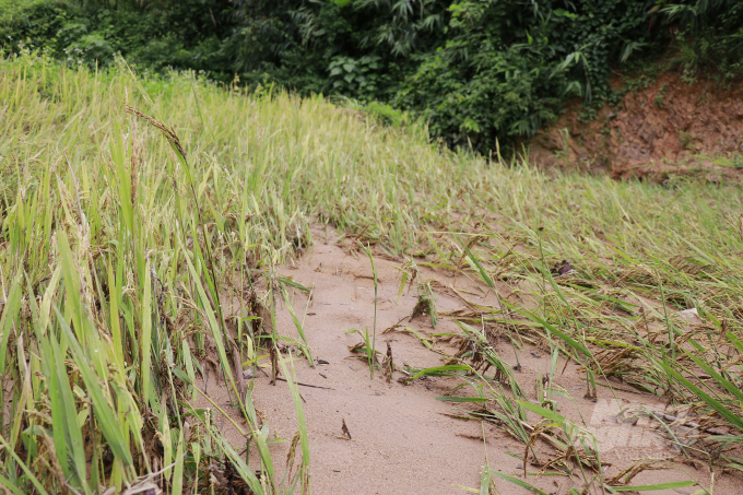 Sau những cơn mưa lớn, ruộng lúa của người dân ở xã Húc bị phủ một lớp bùn đất. Người dân cho biết, lượng bùn đất này trôi về từ các dự án điện gió cách đó không xa.