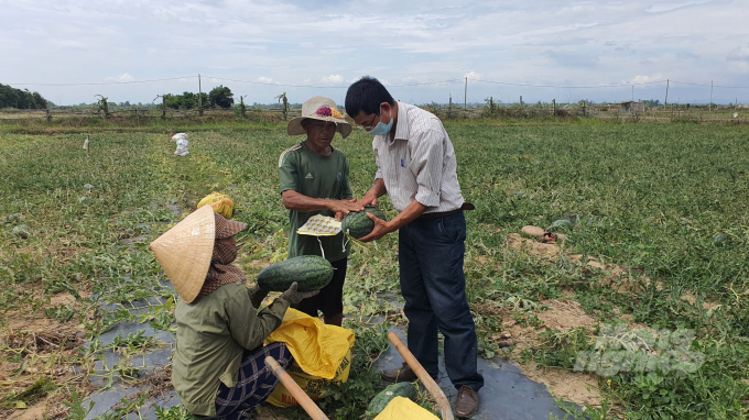 Trồng dưa hấu trên đất lúa thiếu nước giúp nông dân có thu nhập cao. Ảnh: CĐ.