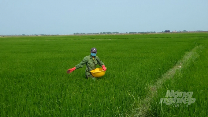 Quy trình sản xuất gạo sạch đã góp phần thay đổi thói quen canh tác dựa vào thuốc bảo vệ thực vật của nông dân. Ảnh: Tâm Phùng.