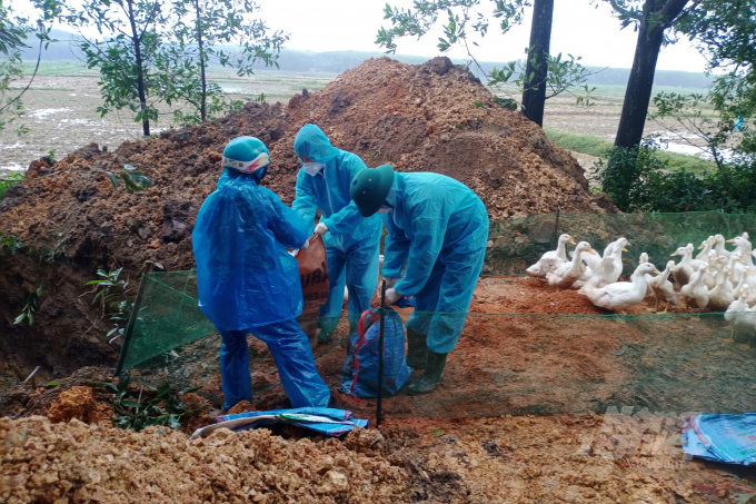Tiêu huỷ đàn vịt mắc cúm A/H5N8 tại thôn Nhan Biều 3, huyện Triệu Phong. Ảnh: CĐ.