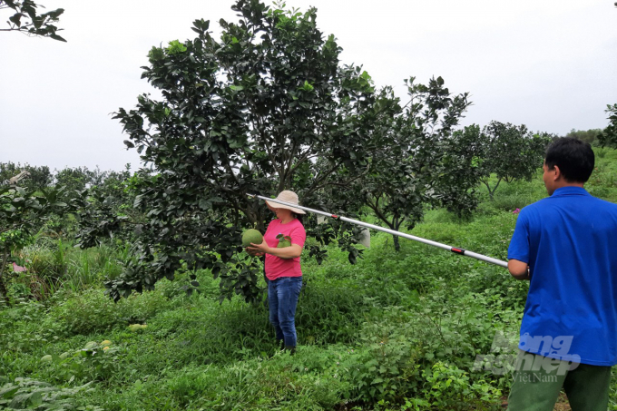Ngành nông nghiệp Quảng Trị phấn đấu mở rộng diện tích cây trồng có liên kết, sản xuất theo hướng hữu cơ 1.000 ha. Ảnh: CĐ.