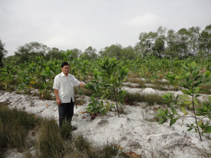 Cùng với hiệu quả kinh tế, việc trồng rừng trên cát còn phát huy vai trò phòng hộ ven biển. Ảnh: CĐ.