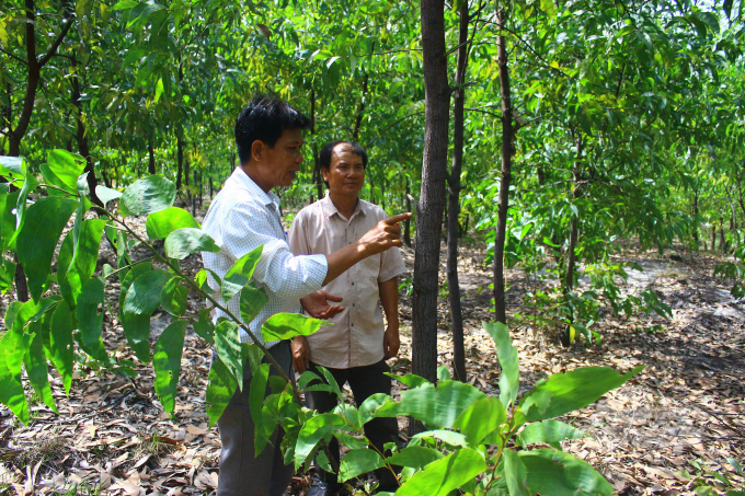 Afforestation on sand helps to prevent sand-related problems. Photo: Cong Dien.