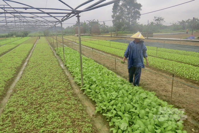 Rét đậm, rét hại làm ảnh hưởng đến sinh trưởng và phát triển các loại cây trồng. Ảnh: CĐ.