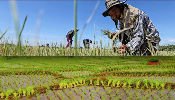 Năm 2019, Thủ tướng Prayut Chan-o-cha đã kêu gọi nông dân không trồng lúa trái vụ để né hạn hán