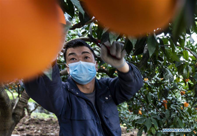Một bác nông dân đeo khẩu trang hái cam ở làng Xilingxia, trung tâm tỉnh Hồ Bắc hôm 11/2