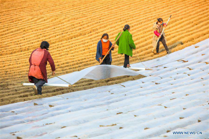 Những người phụ nữ đang phủ bạt nilon để bảo vệ mùa màng trên cánh đồng ở phía tây nam tỉnh Tứ Xuyên  ngày 11/2