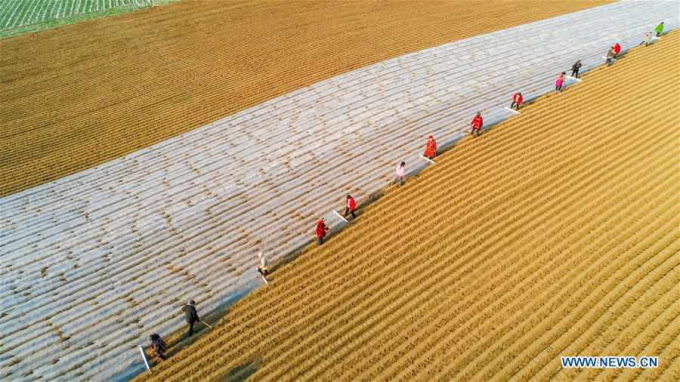 Một bức ảnh chụp từ trên cao ghi lại cảnh nông dân đang làm việc trên cánh đồng ở tỉnh Tứ Xuyên hôm 11/2