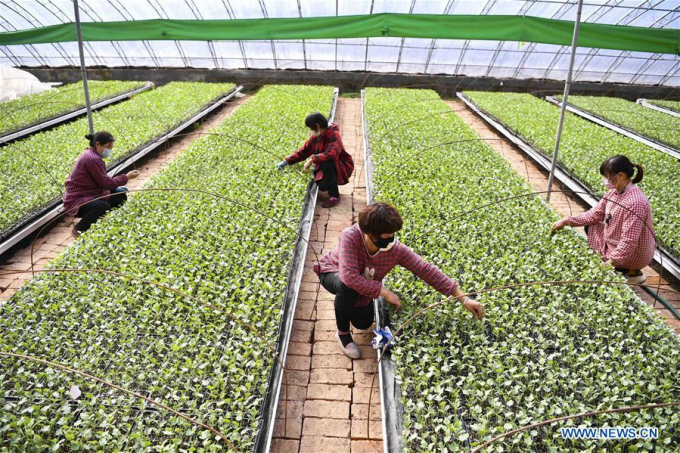 Nhóm nông dân đang tỉa rau trong một nhà kính ở tỉnh An Huy ngày 11/2/2020