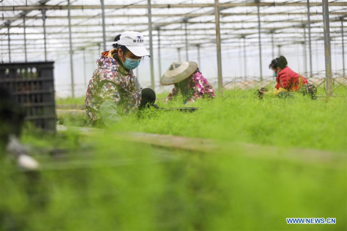 Cảnh lao động trong một khu vực trồng thảo dược trong nhà lưới ở thị trấn Xingren, thuộc khu tự trị dân tộc Miêu hôm 11/2