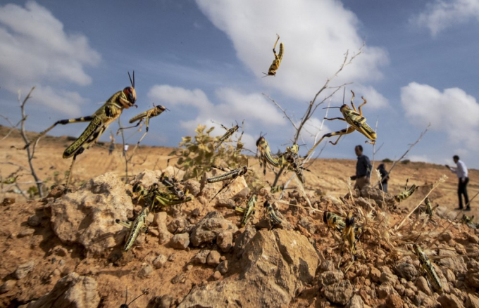 Châu chấu sa mạc phá hoại cây trồng ở Garowe, Somalia hôm 5/2/2020. Ảnh AP