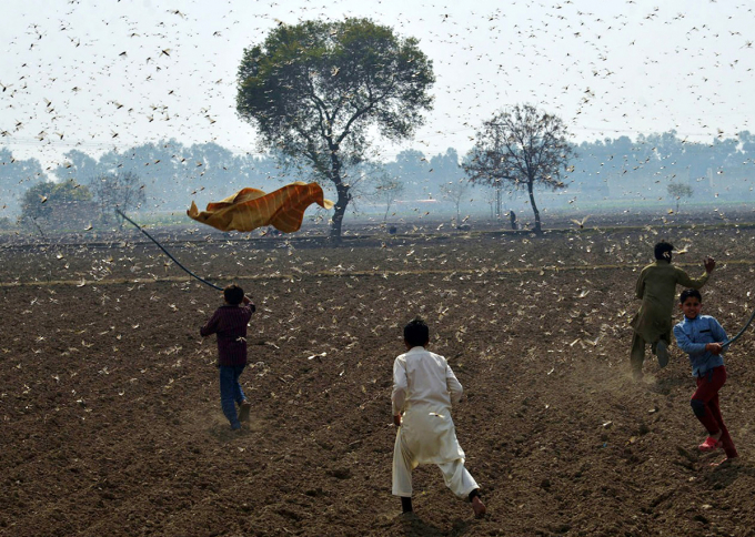 Trẻ em ở vùng Okara, tỉnh Punjab miền đông Pakistan đuổi châu chấu sa mạc trên đồng hôm 16/2. Ảnh  XINHUA