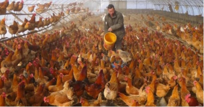 Một trang trại gà quy mô gia đình tại tỉnh Hắc Long Giang. Ảnh: Reuters