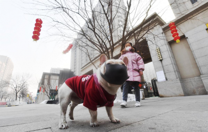 Một cô bé dắt thú cưng đi dạo ở thủ đô Bắc Kinh trong những ngày có dịch Covid-19. Ảnh: Chinadaily