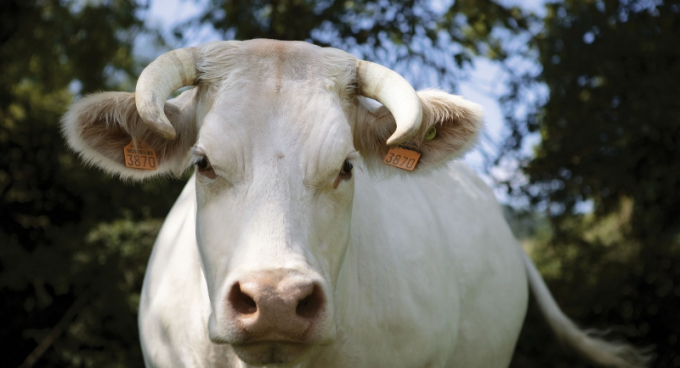 Đại sứ bò Idéale dòng Charolais chuyên cung cấp thịt chất lượng cao, tượng trưng cho ngành chăn nuôi Pháp. Ảnh: France 24