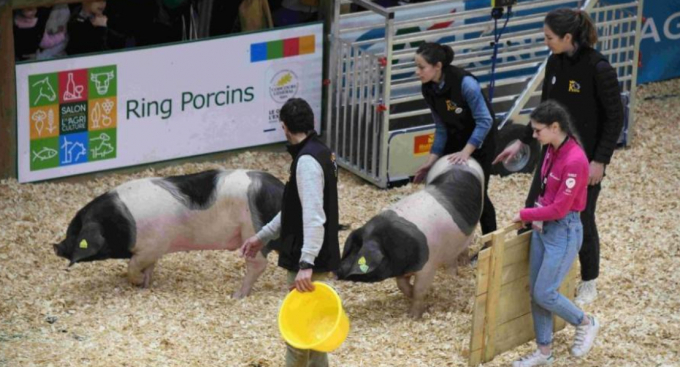 Sự kiện đua lợn được ban tổ chức đưa vào hội chợ. Ảnh: France 24
