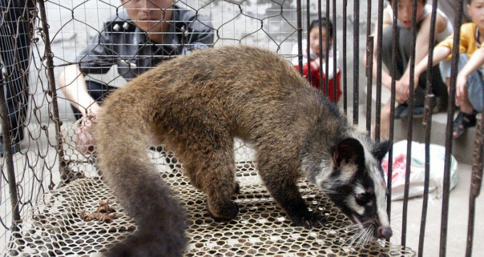 Cầy hương là một trong số những động vật hoang dã từng được phép buôn bán và tiêu thụ ở Trung Quốc. Ảnh: AFP
