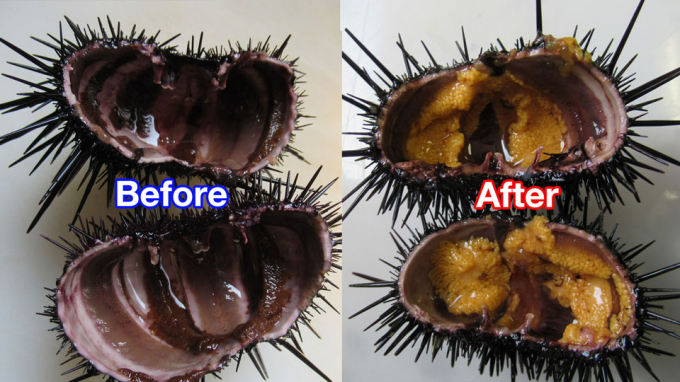 Nhím biển trước khi được thí nghiệm cho ăn bắp cải (trái) và sau (phải). Ảnh: NHK