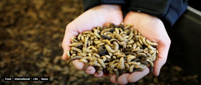 Dự báo các trang trại nuôi côn trùng làm thực phẩm sẽ tăng mạnh trong thời gian tới. Ảnh: Reuters