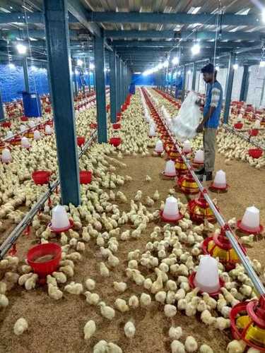 Ngoài chủ trang trại, hàng ngàn con gà con cũng bị chết on vì tin đồn. Ảnh: Indianexpress