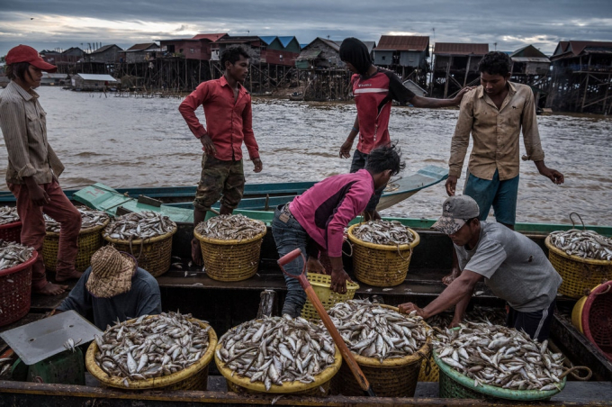 Ngư dân làng chài Chong Khneas đánh bắt cá trên Biển Hồ hồi năm ngoái. Ảnh: New York Times