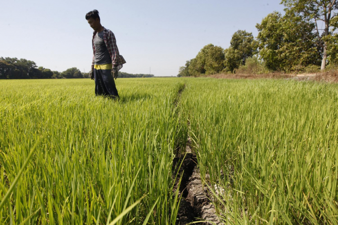 Nông dân ở tỉnh Pathum Thani đang đối mặt với vụ sản xuất lúa khó khăn do hạn hán. Ảnh: Doesan Charoenkiatpakul