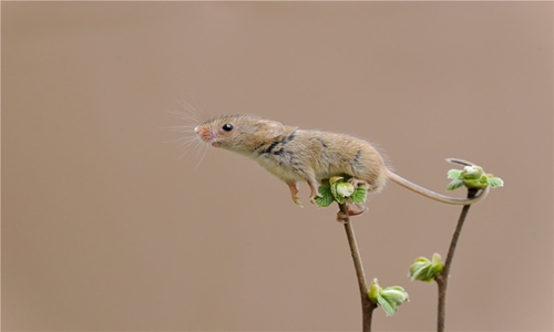 Hantavirus bắt nguồn từ loài chuột. Ảnh: GlobalNews