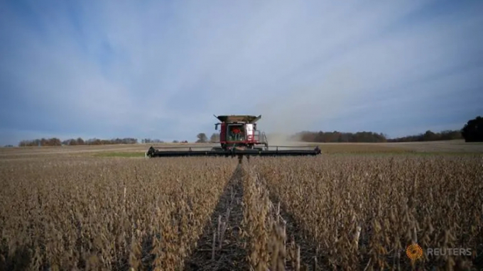 Nông dân bang Indiana thu hoạch đậu nành. Ảnh: Reuters