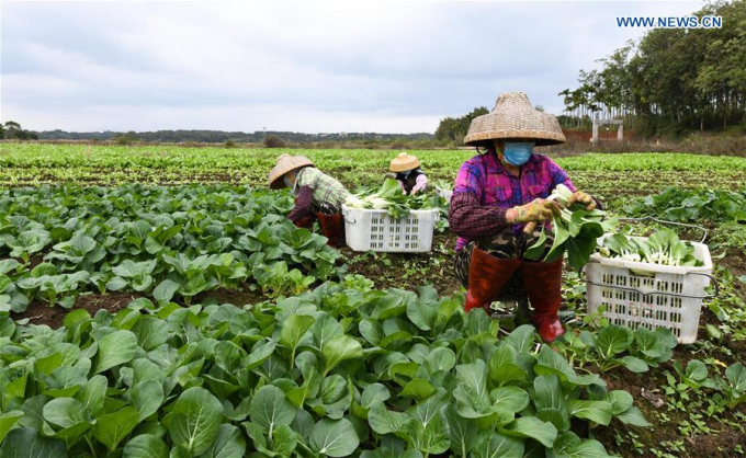 Nông dân tỉnh Hải Nam thu hoạch rau xanh hôm 5 tháng 2 năm 2020 chuyển đến Vũ Hán. Ảnh: Chinadaily