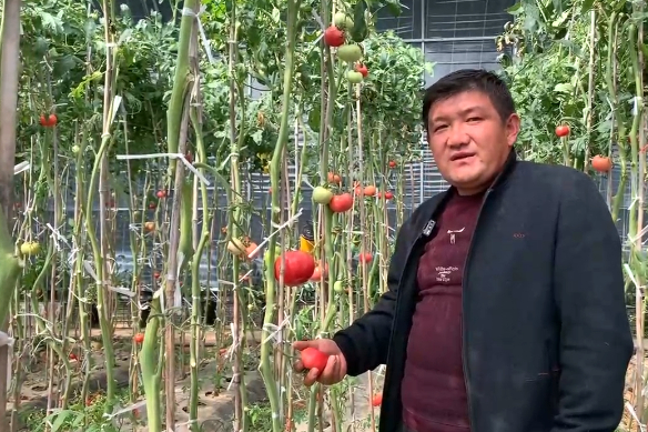 Một nông dân thị trấn Hạ Khẩu bán cà chua qua mạng. Ảnh: CND