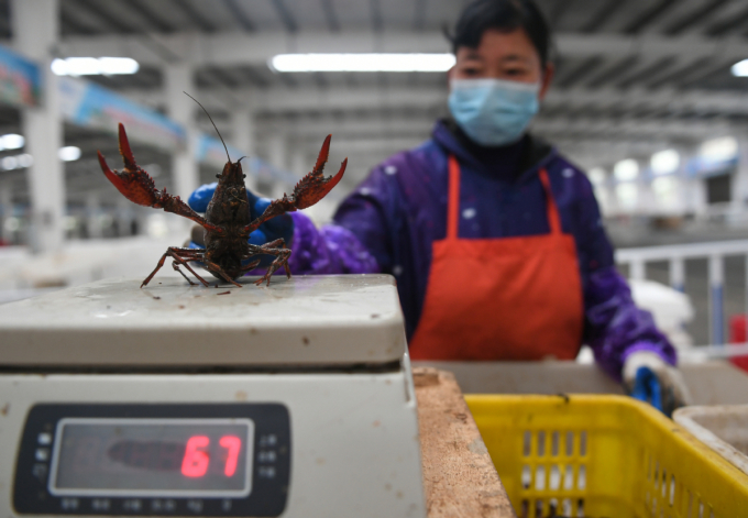 Con tôm hùm đất trọng lượng 67 gram tại một trang trại ở Qianjiang, tỉnh Hồ Bắc. Ảnh: China Daily