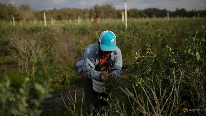 Lao động nhập cư người Mexico hái việt quất tại một trang trại ở Lake Wales, Florida hôm 31/3/2020. Ảnh: REUTERS