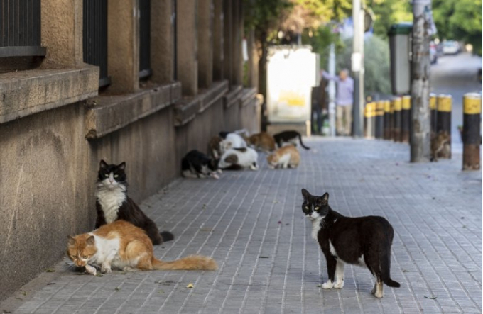 Mèo hoang lang thang trên đường phố trong giờ giới nghiêm để ngăn chặn sự lây lan của coronavirus ở Beirut, Lebanon hôm 3/4/2020. Ảnh: AP