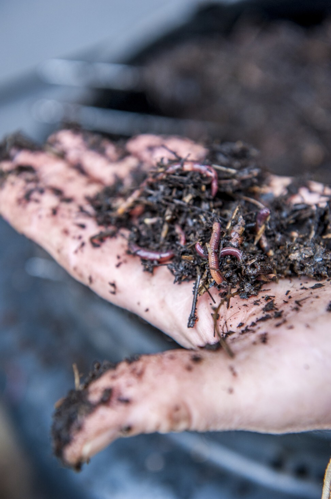 Bón phân hữu cơ sẽ giúp đất tạo ra nhiều sinh vật có lợi cho sản xuất. Ảnh: Getty Images