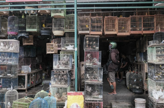 Một khách hàng đeo khẩu trang ghé thăm chợ chim cảnh Satria ở Denpasar.            Ảnh: Agre Rudianto