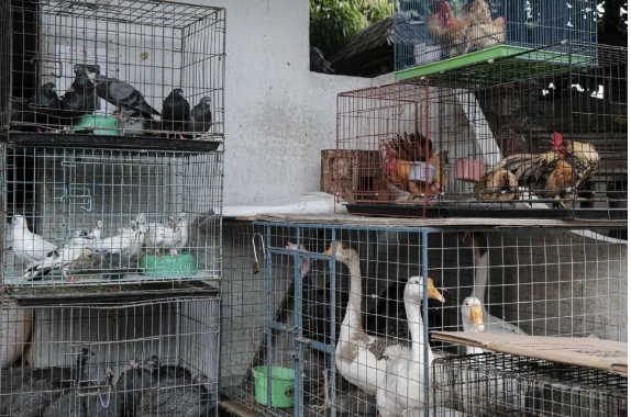 Vịt, gà, chim bồ câu và chim trĩ bày bán tại chợ Satria. Ảnh: Agre Rudiant