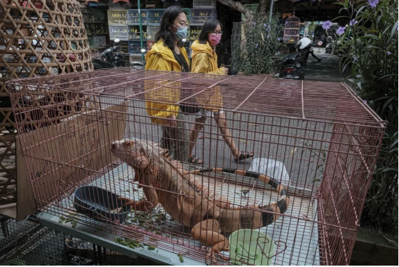 Kỳ đà- Iguanas bày bán làm thú cưng ở chợ Satria. Ảnh: Agre Rudianto
