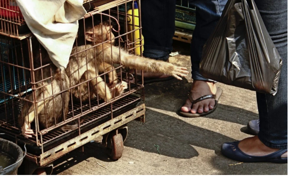 Một con khỉ đuôi dài bị nhốt trong lồng rao bán tại chợ chim Jatinegara ở thủ đô Jakarta. Ảnh: LightRocket