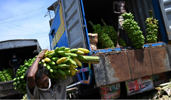 Nông dân vận chuyển chuối đi tiêu thụ ở Sri Lanka. Ảnh: AFP