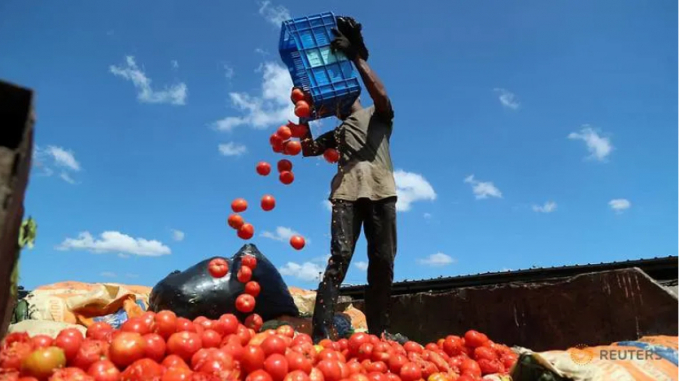 Nông dân trồng cà chua ở nước CH Dominica nhỏ bé cũng không thể tiêu thụ được sản phẩm. Ảnh: RT