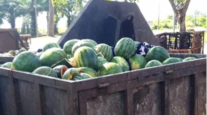 Lệnh phong tỏa ở Singapore khiến nhà cung cấp trái cây Toh Lee Bing (Malaysia) phải dùng xe tải chở hàng tấn dưa hấu đi phát không và đổ vào thùng rác. Ảnh: Reuters