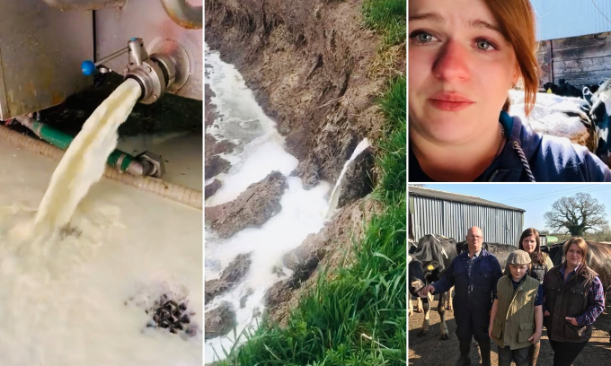 Hộ nông dân nuôi bò sữa Alicia Underwood ở Staffordshire, vương quốc Anh khóc sưng mắt vì phải đổ sữa tươi vì không bán được. Ảnh: Dailymail