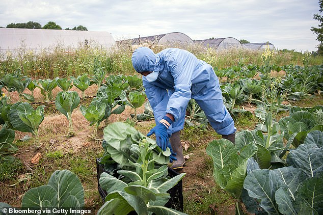 Bông cải xanh quá lứa bị chặt đốn ở trang trại Footprint, bang Mississippi, Mỹ. Ảnh: Dailymail