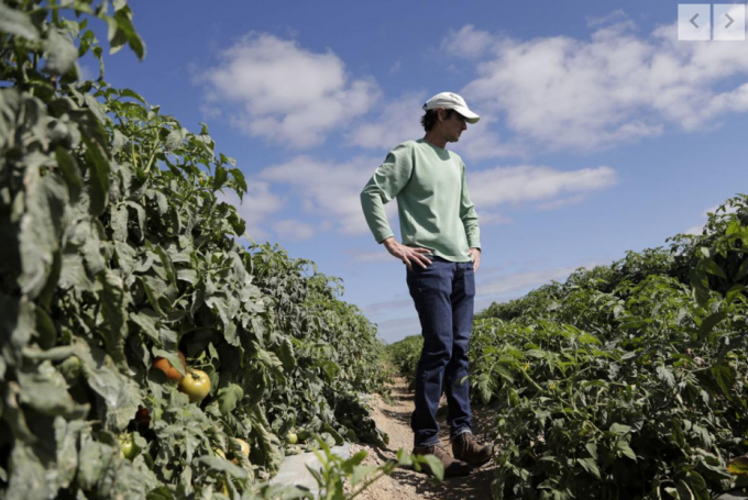 Jim Husk, chủ trang trại rau quả Dimare ở bang Florida (Mỹ) đang đối mặt với tình trạng tiến thoái lưỡng nan do không thuê được nhân công thu hoạch trong khi thị trường tiêu thụ cũng bị gián đoạn bởi đại dịch Covid-19. Ảnh: AP